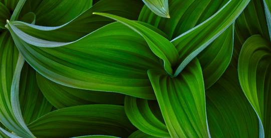 curves of green Beispielbilder